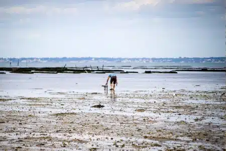 Pêche à pied dans le Morbihan1
